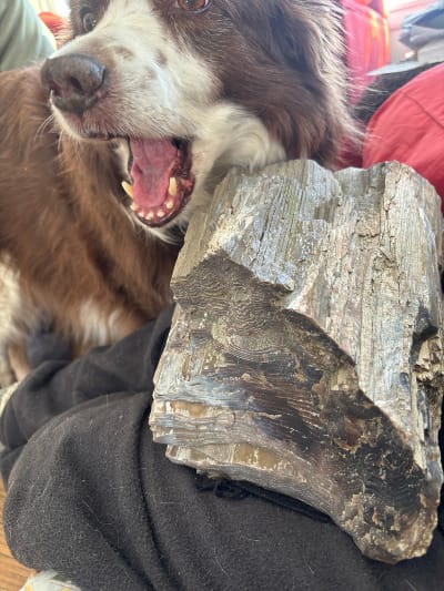 Dog with big rock