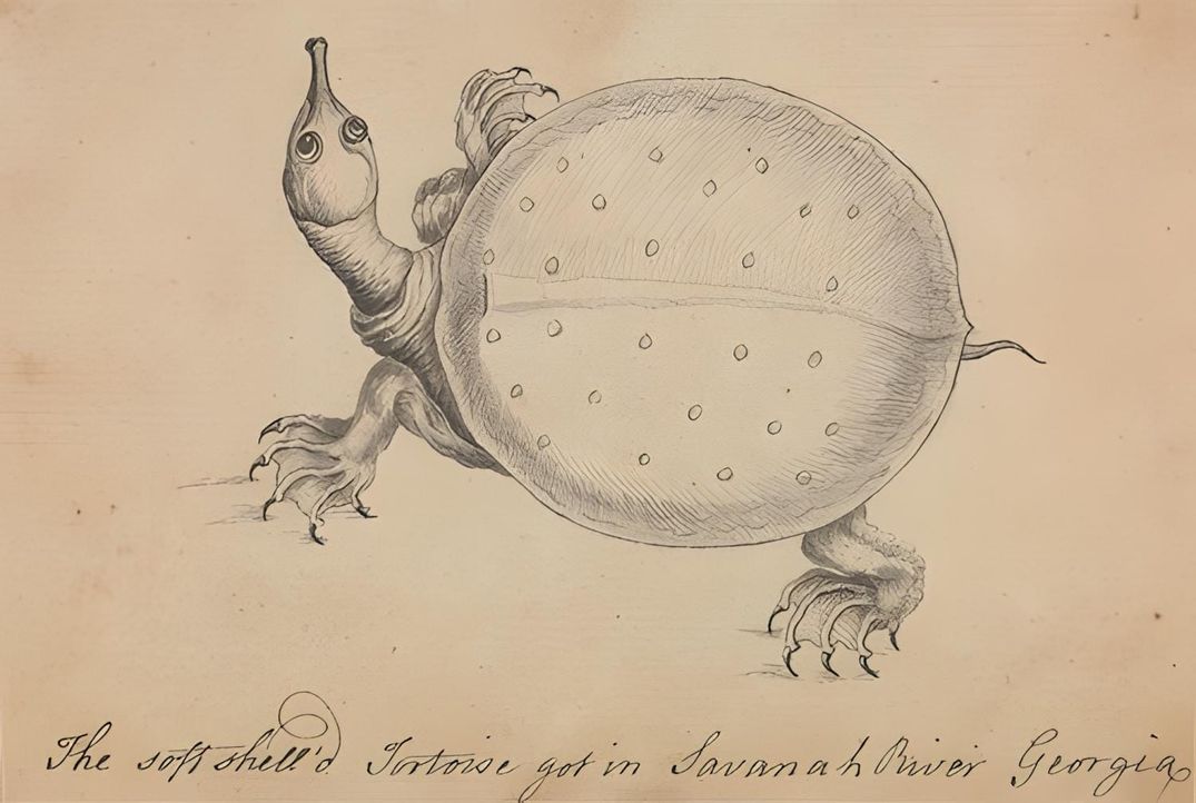 FOLLOW THE FLOWERS: NAVIGATING THESE UNRULY TIMES, THIS UNBOUND PLACE