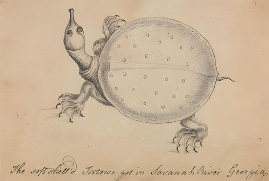 Image of: FOLLOW THE FLOWERS: NAVIGATING THESE UNRULY TIMES, THIS UNBOUND PLACE