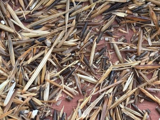 Image of: What We Have is Rice