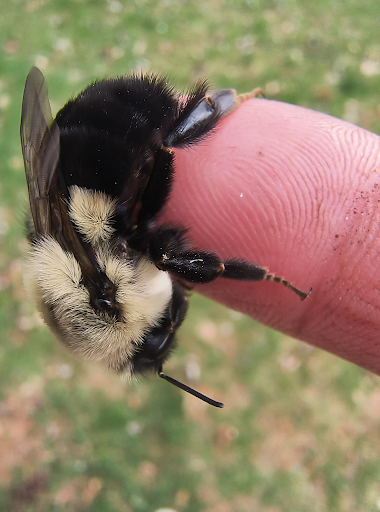Image of: Eat a Tomato and Thank a Bumblebee