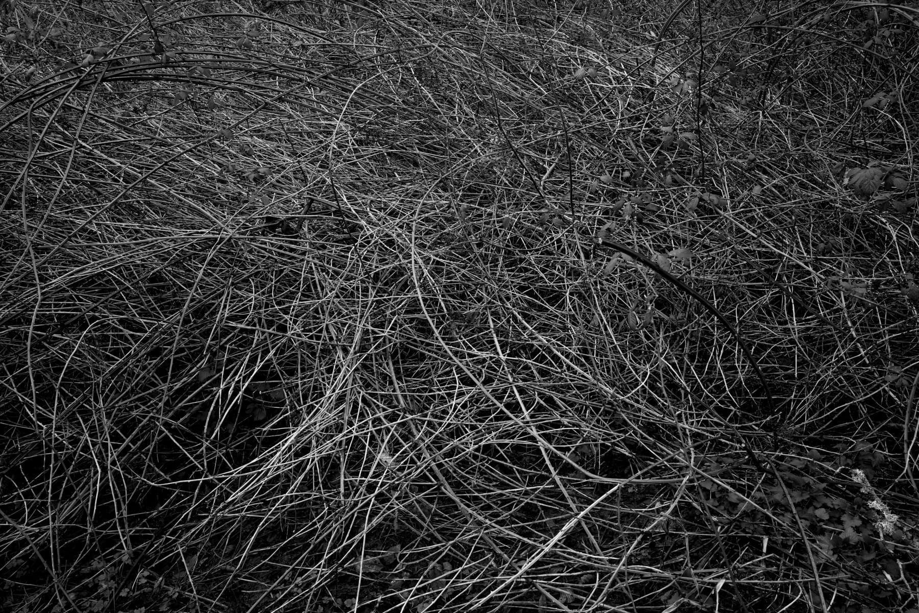 Of Birds and Bushes