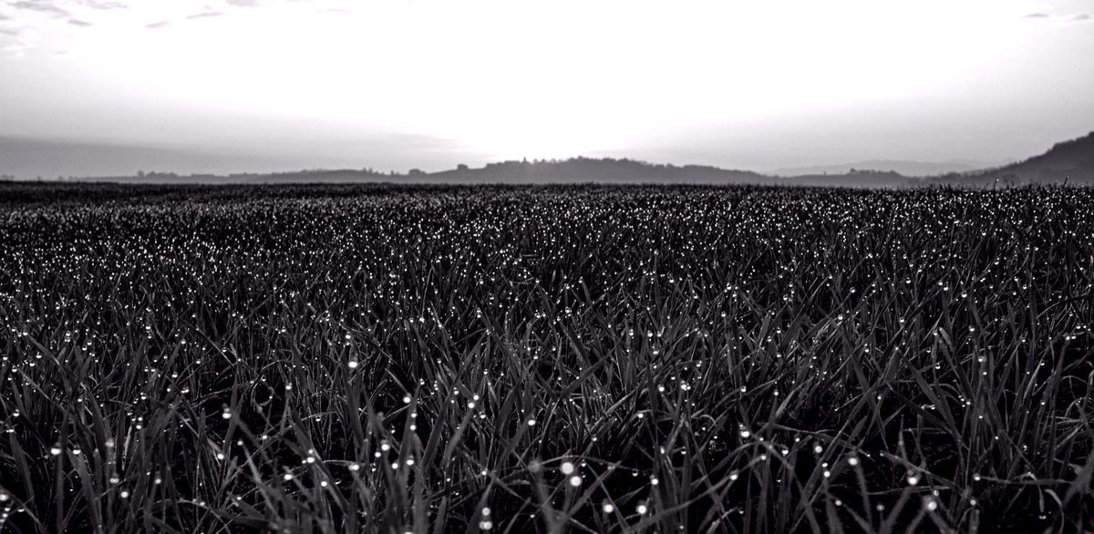 Acres Of Diamonds  Why We Should Reject Scarcity
