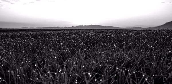 Acres Of Diamonds  Why We Should Reject Scarcity