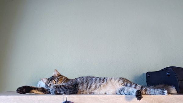Katze chillt auf Schrank