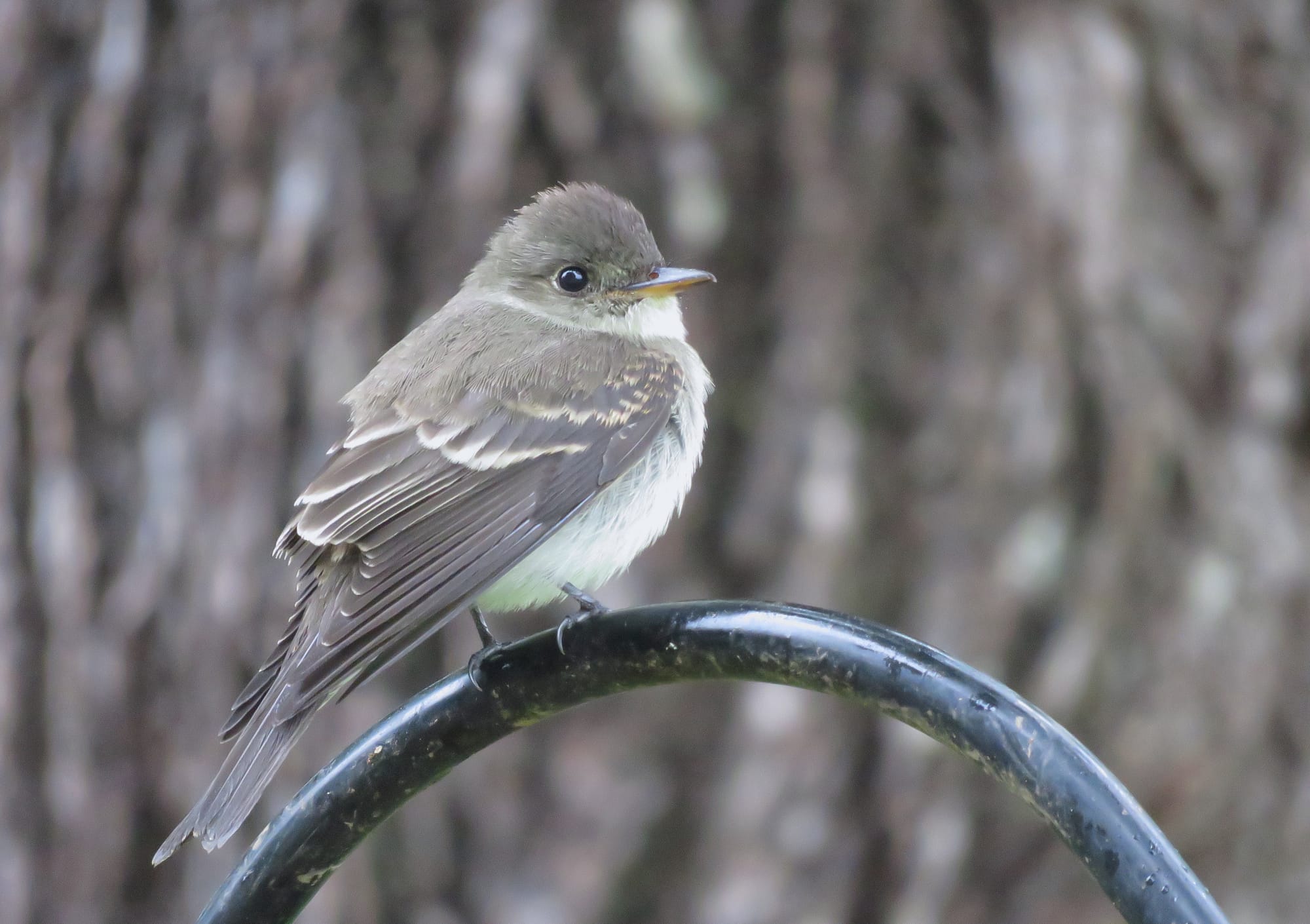 Eastern wood-pewee sitting on the rail of a birdfeeder