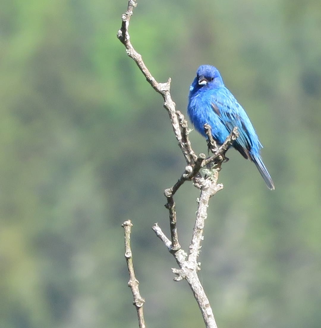 Indigo bunting on a thin upper tree branch