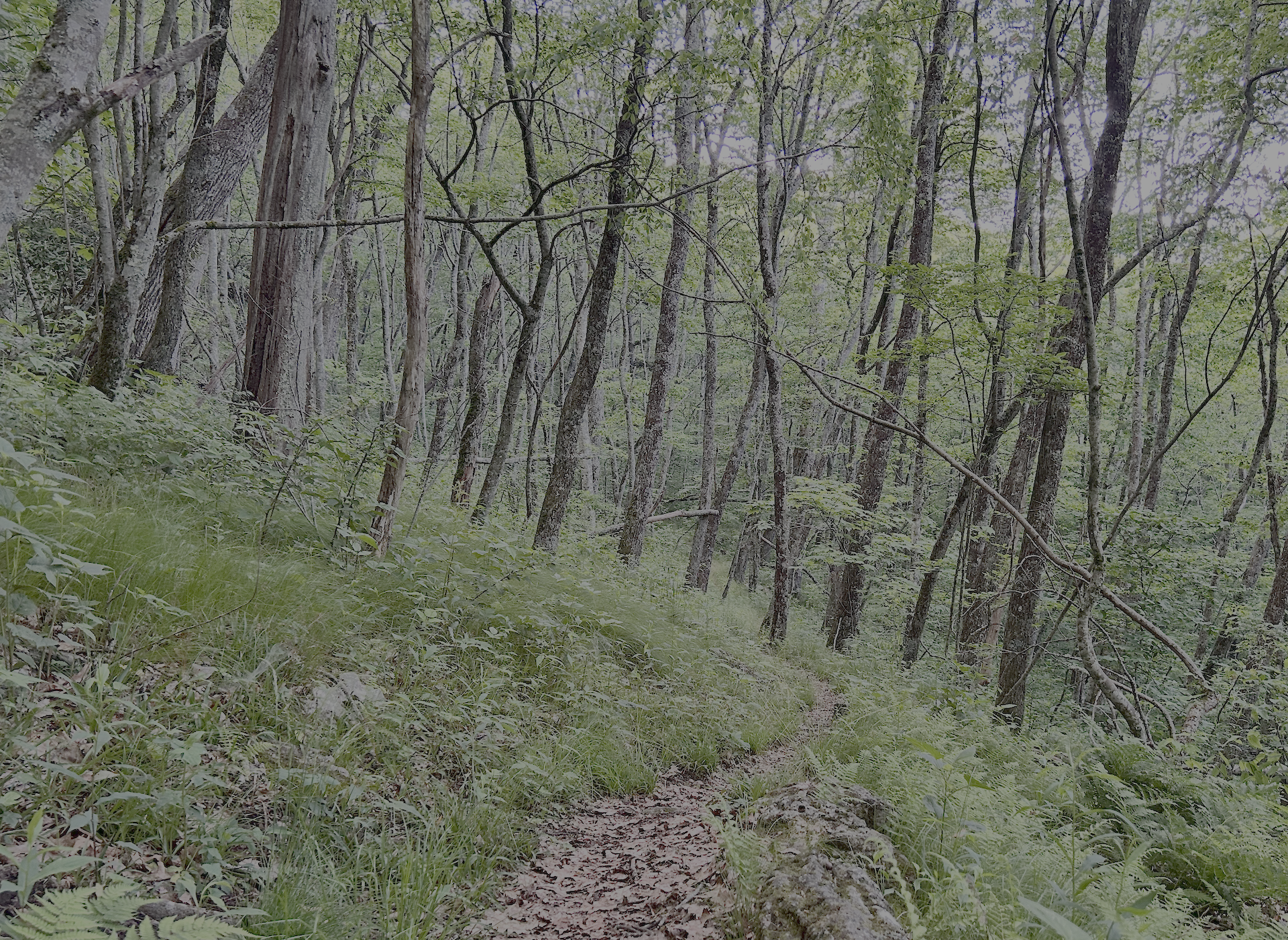 a leaf-covered path through a lush green subalpine woods