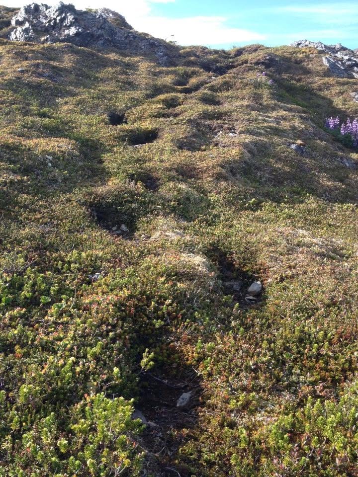 southeast Alaska high alpine, with bear-paw-sized patches of bare dirt leading up the mountain