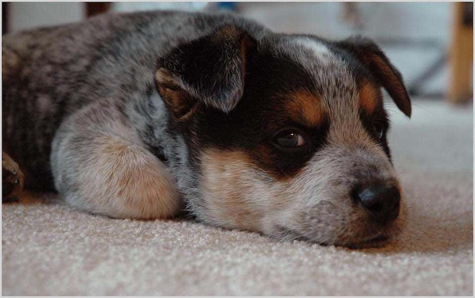 Puppy looking sideways at camera.