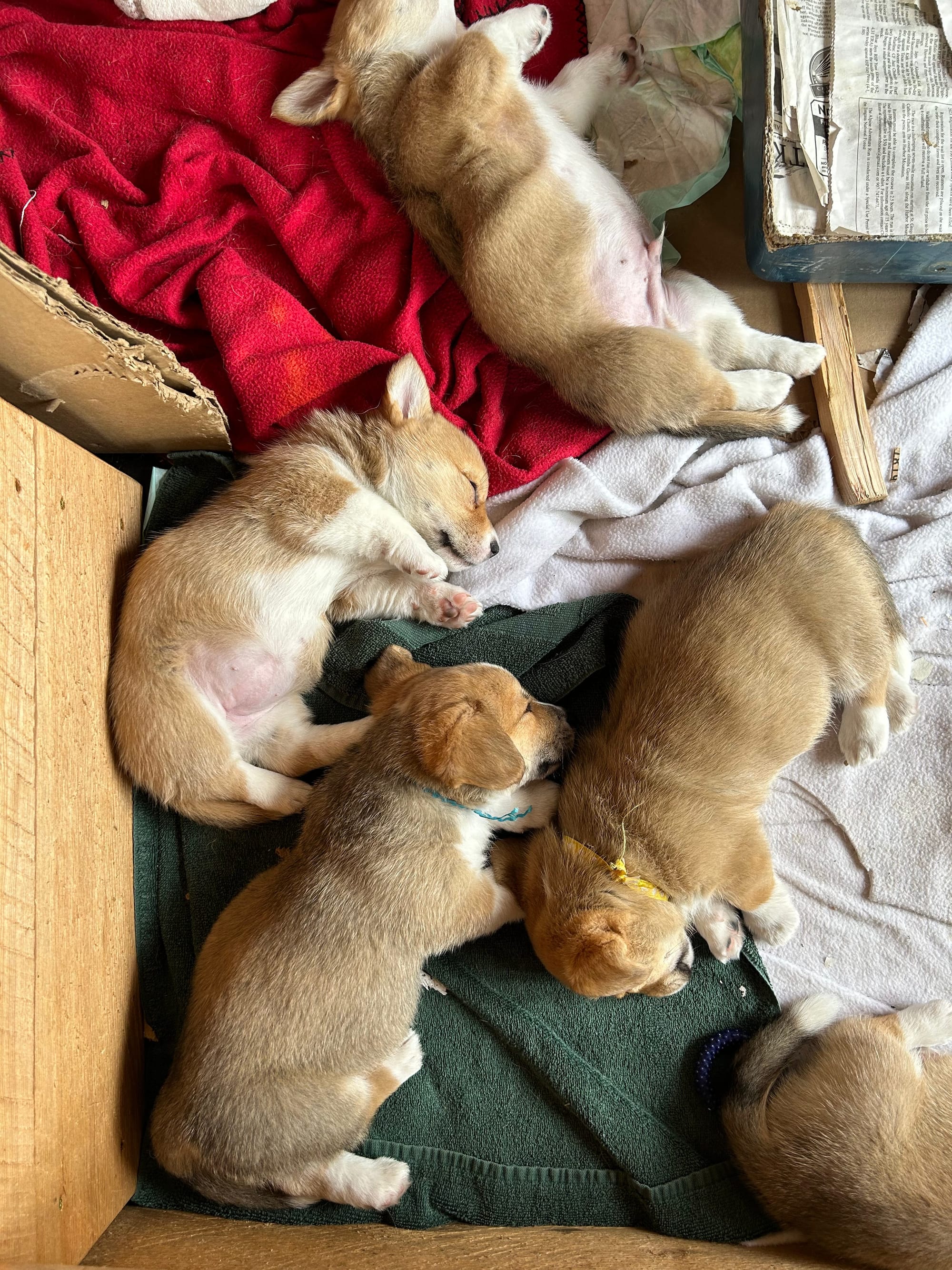 Five corgi puppies sleeping.