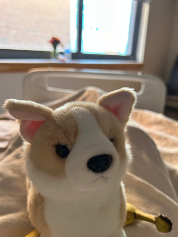 stuffed Corgi in foreground, with flowers in front of hospital room window in the background