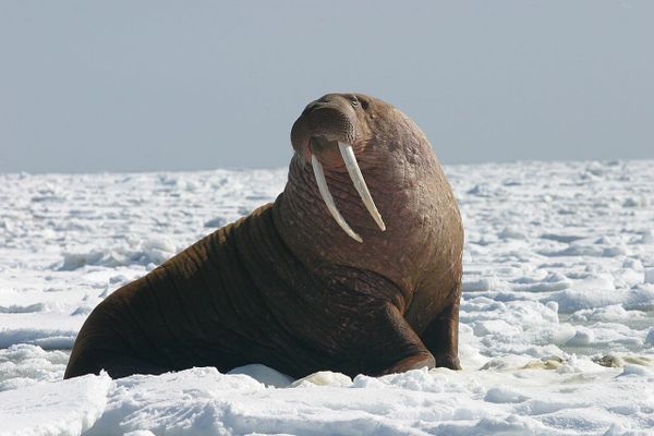 walrus with large tusks on an icefield