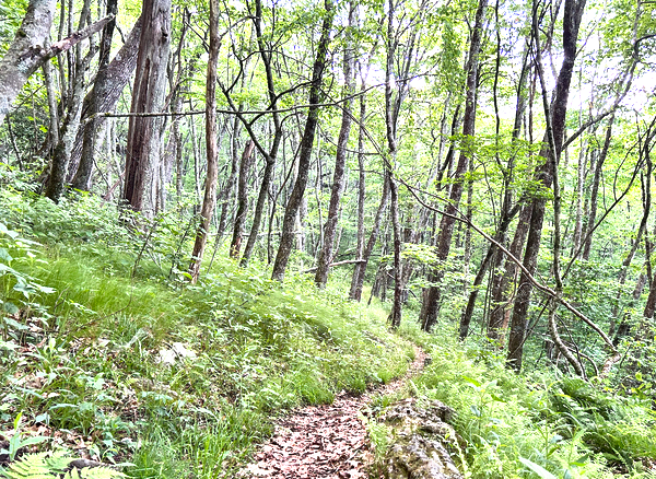 leafy trail through a green woods