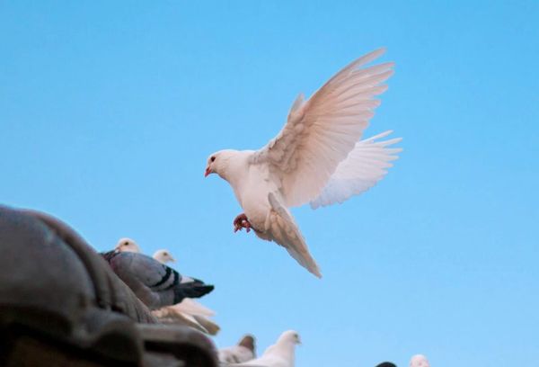 멀시핸즈 매일묵상 💜 비둘기 같이 임하시는 성령님