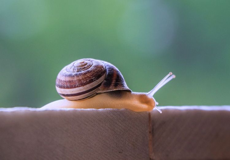 Snail