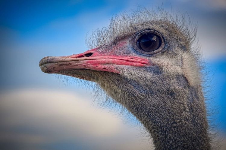Ostriches Don’t, but Humans Do: 4 Ways We Bury Our Heads in the Sand