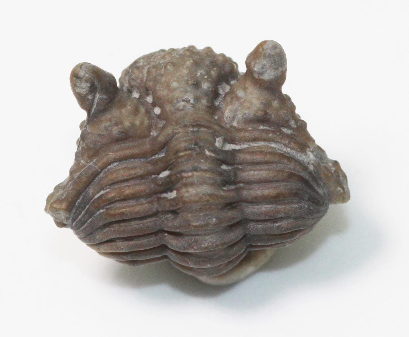 enrolled trilobite.jpg