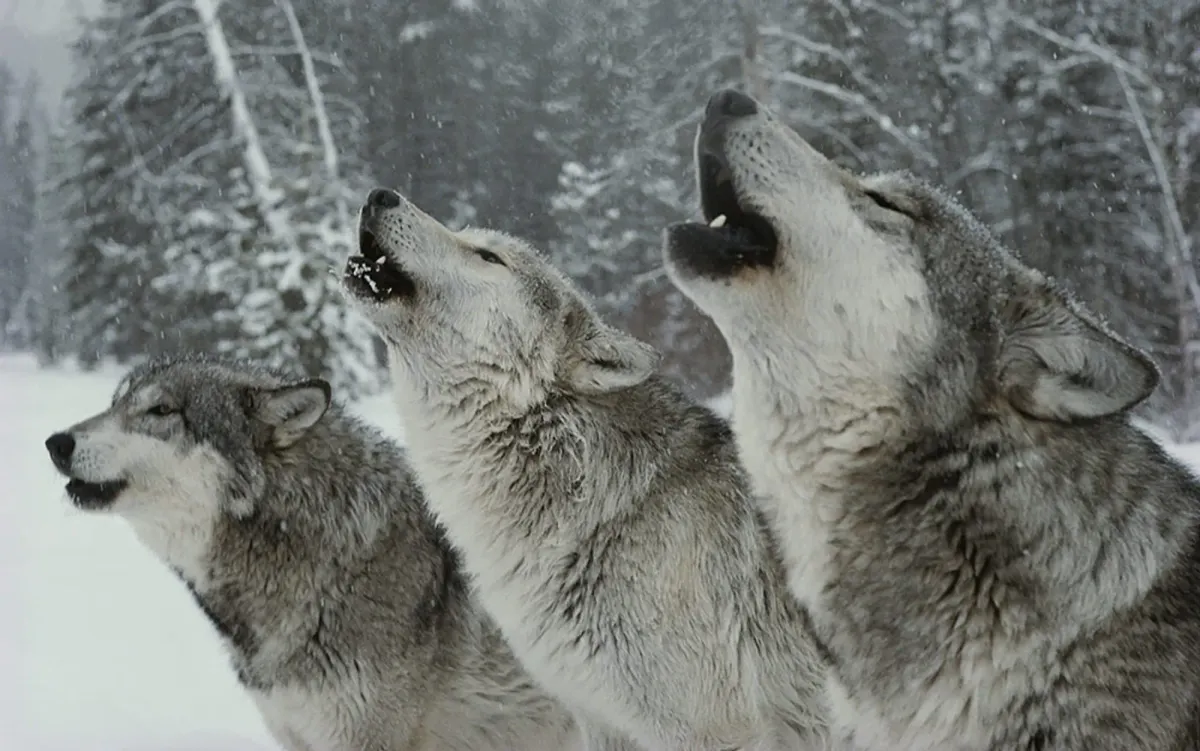 When Did the Wolves Start Howling?