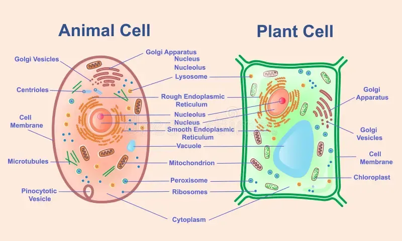 How Does the Genome Work? – Part 3 of 5