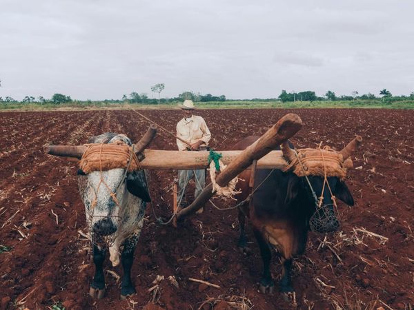 The Furrow