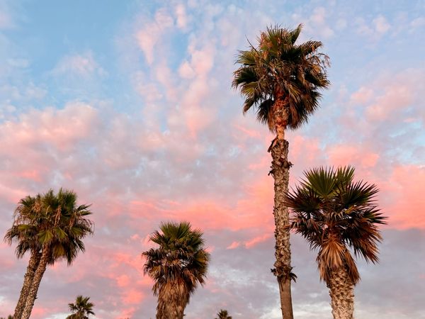 Adopt a Palm: Help Keep Punta Piedra Beautiful