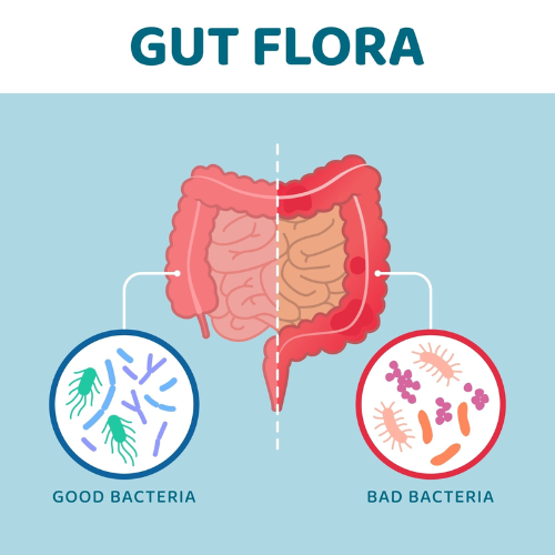 Gut Health: Good bacteria & Bad bacteria