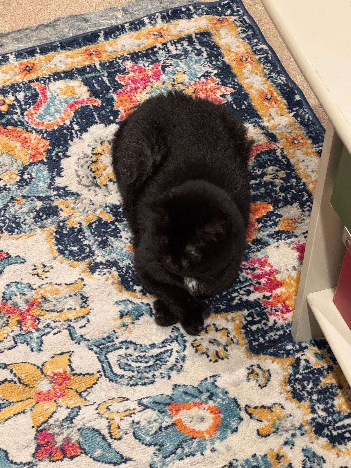 Black Cat Appreciation Day 2026: a Celebration of the life of Miss Letitia Geraldine Fluffington, Baker by Appointment to the Crown