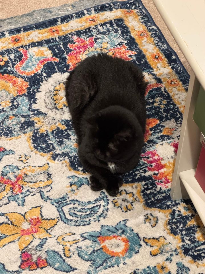 Geraldine, a short haired black cat, sitting on a colorful rug with her front paws crossed. 