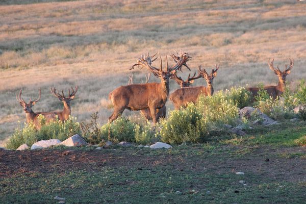 Grand Lake Hunt