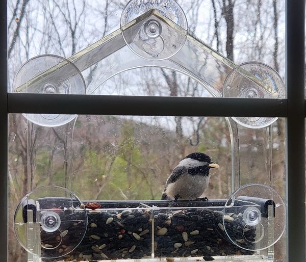 Calling All Birders