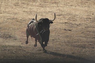 Tordesillas y los cursis