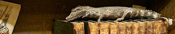 A taxidermied baby alligator on top of a row of very old books.