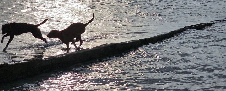 two dogs frolicking along a shoreline