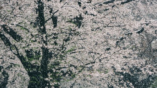 灵宇有琼花