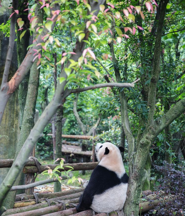 Liangzhu Rising: How China’s A.I. Hubs Are Rekindling the Spirit of Silicon Valley