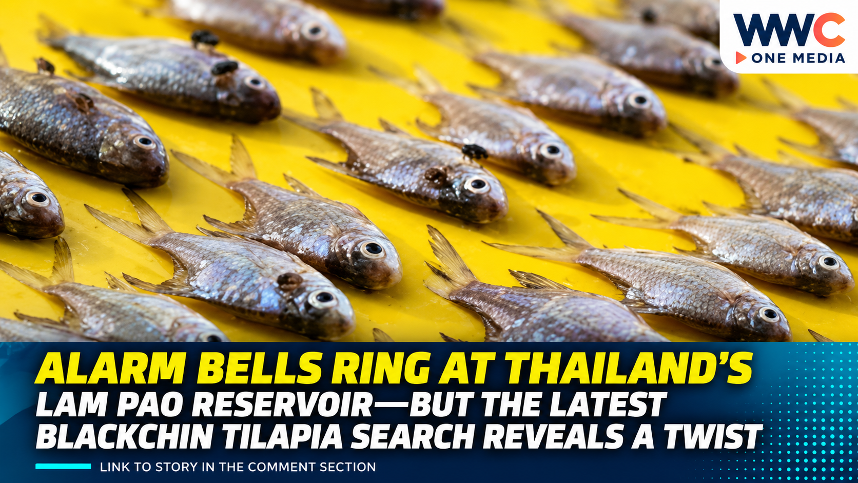 Alarm Bells Ring at Thailand’s Lam Pao Reservoir—But the Latest Blackchin Tilapia Search Reveals a Twist