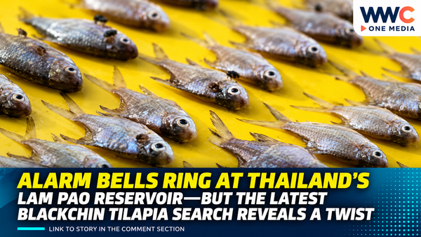 Alarm Bells Ring at Thailand’s Lam Pao Reservoir—But the Latest Blackchin Tilapia Search Reveals a Twist