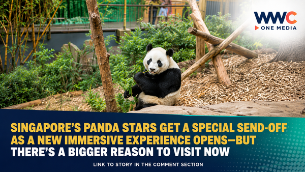 Singapore’s Panda Stars Get a Special Send-Off as a New Immersive Experience Opens—But There’s a Bigger Reason to Visit Now