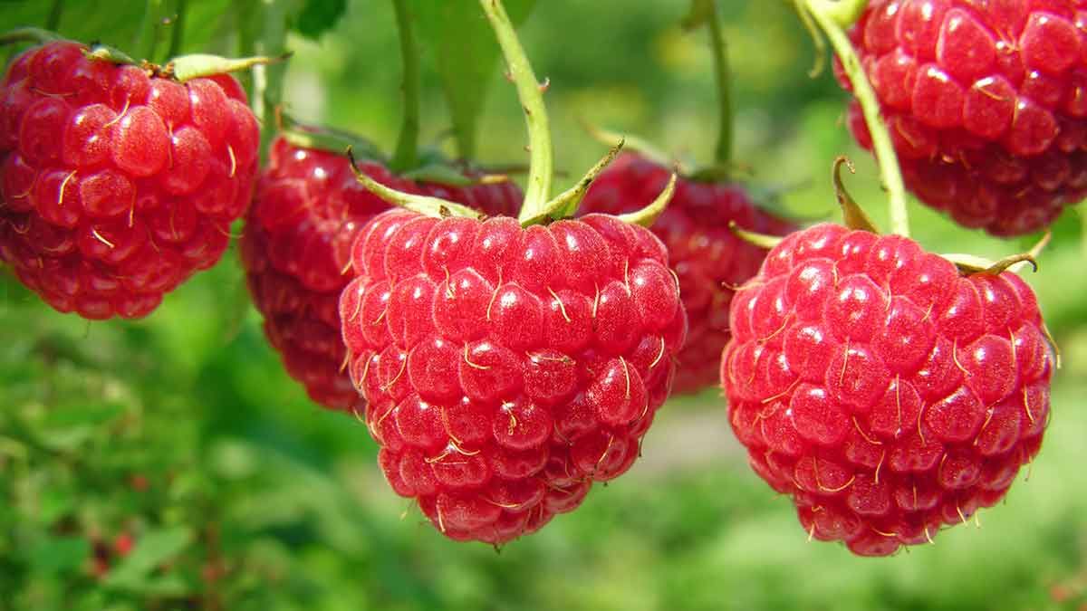 Raspberry