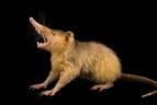Hispaniolan Solenodon (Solenodon paradoxus) - Joel Sartore