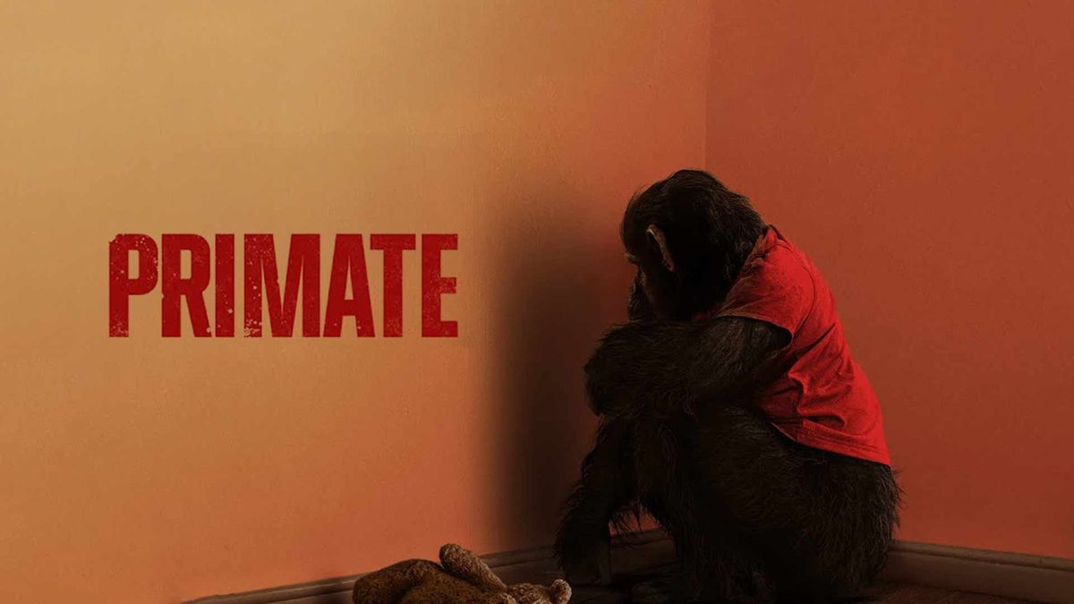 Chimpanzee in red shirt sits facing a corner next to a stuffed animal, with bold red text "PRIMATE" on orange wall.