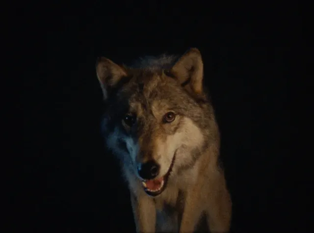 A grey wolf stands against a dark background with its mouth slightly open.