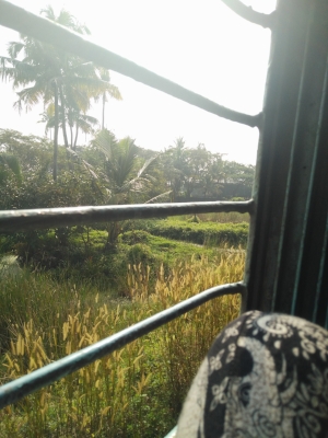 This is the view from the train, although this was not in Jaipur, it shows the nature the train passes through.