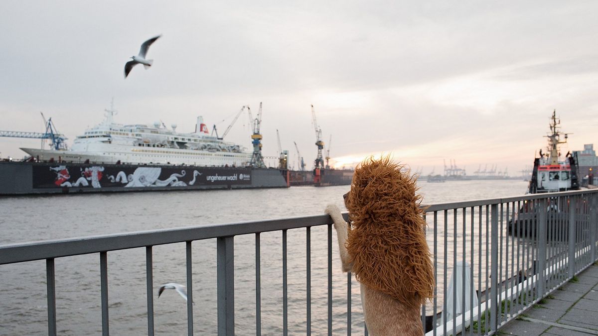 Vliegschaamte (Flight Shame)