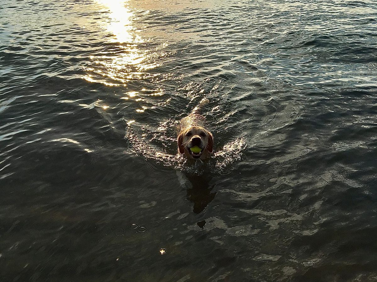 Happy Dog Swimming in a Lake