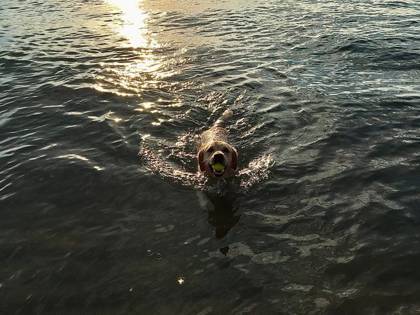 Happy Dog Swimming in a Lake