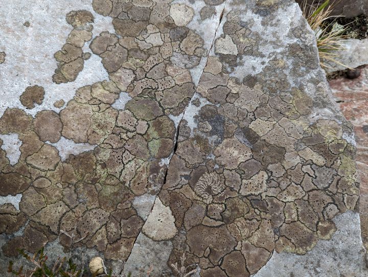 A rock covered in map lichen, a cluster of irregular shapes delineated by sharp borders, like different countries on a map