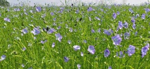 Le lin est déjà en fleur, ce qui est très précoce
