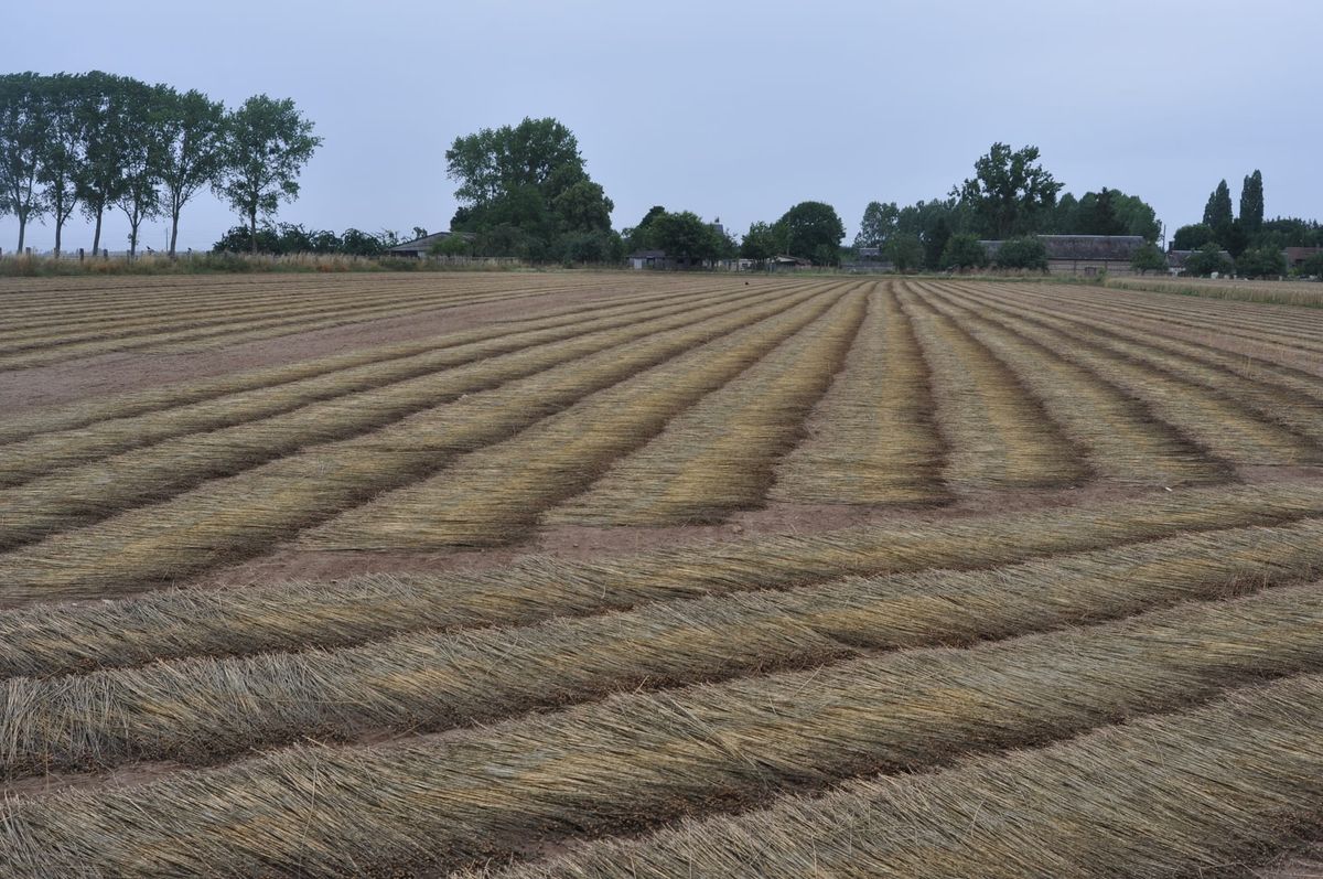 En Flandre, les cultivateurs de lin sauvent leur récolte après les coups de chaud